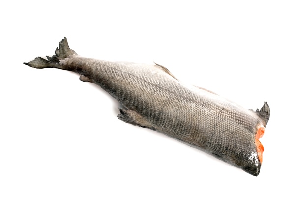 НЕРКА тушка БГ